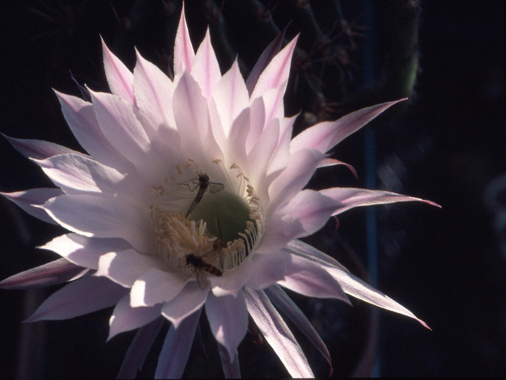 Echinopsis