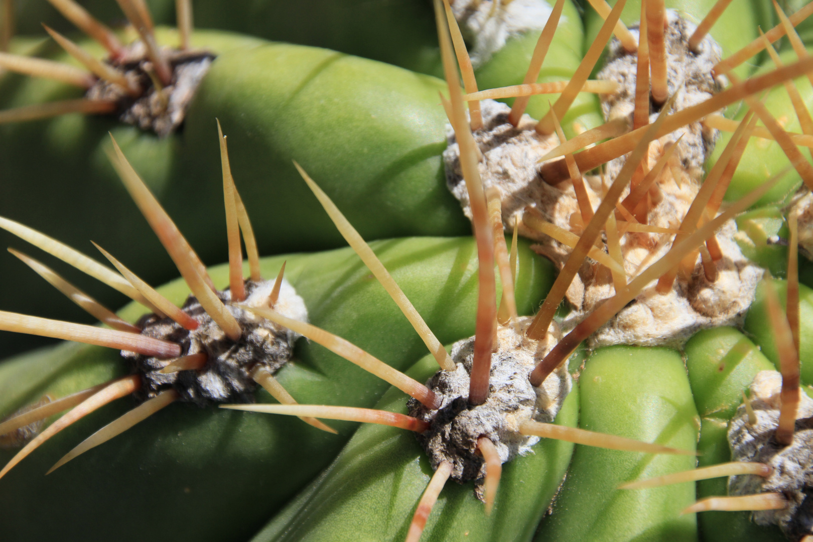 Echinopsis 6 (Provinz Mendoza/Argentinien)