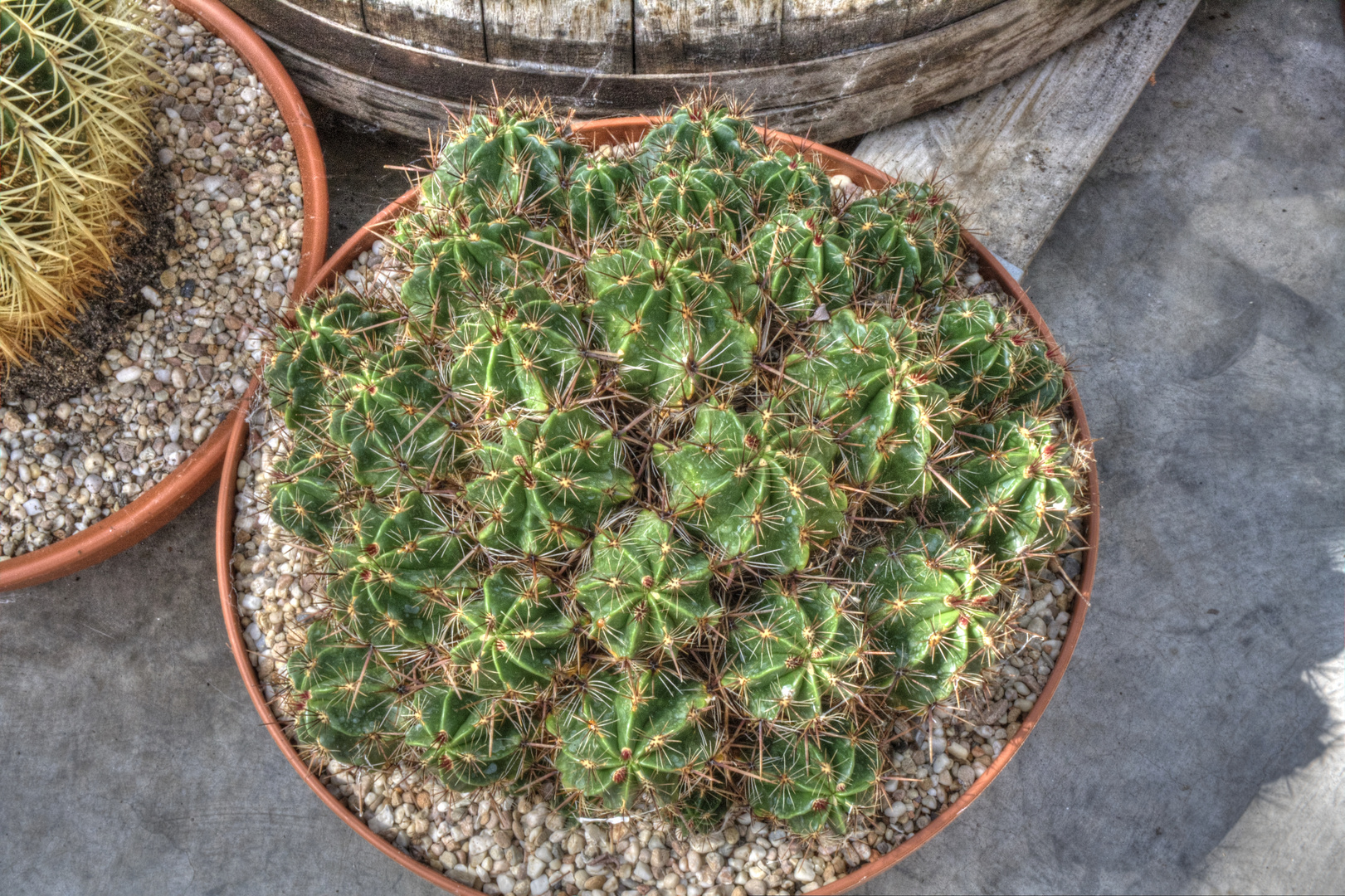 Echinopsis