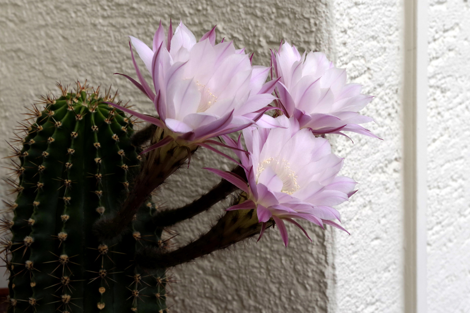 ...Echinopsis