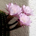 ...Echinopsis