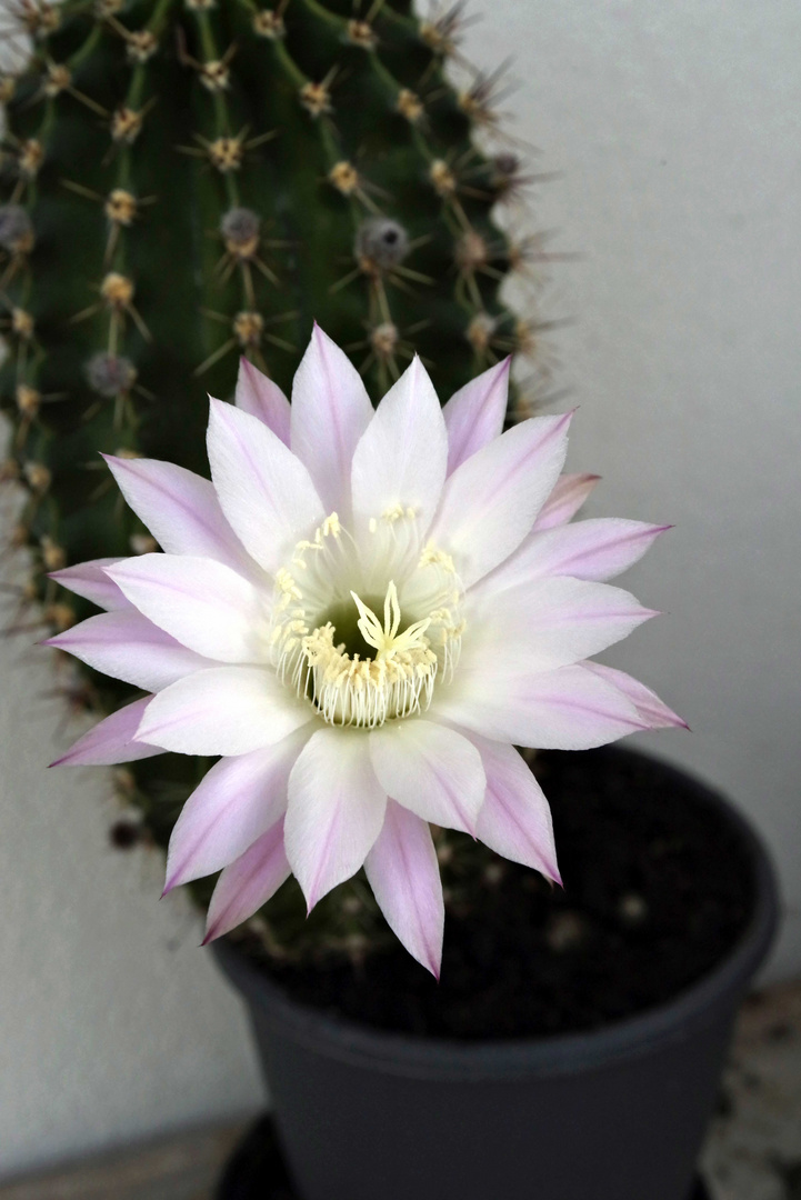 ...Echinopsis  7.43h