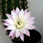 ...Echinopsis  7.43h