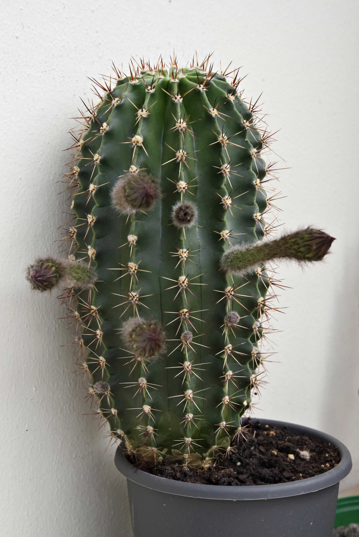 ...Echinopsis