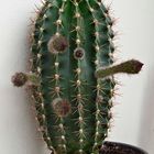 ...Echinopsis