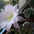 Echinopsis