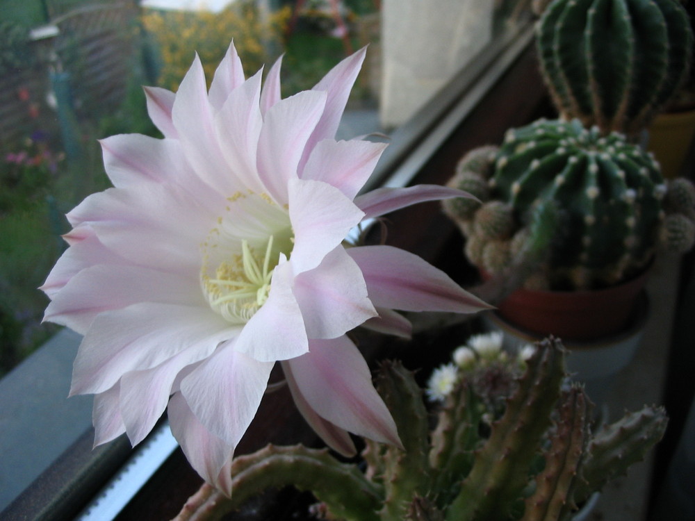 Echinopsis