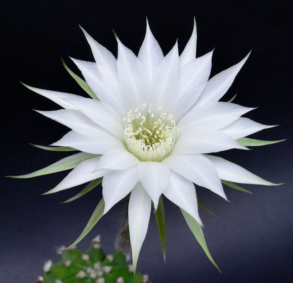 Echinopsis