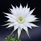 Echinopsis