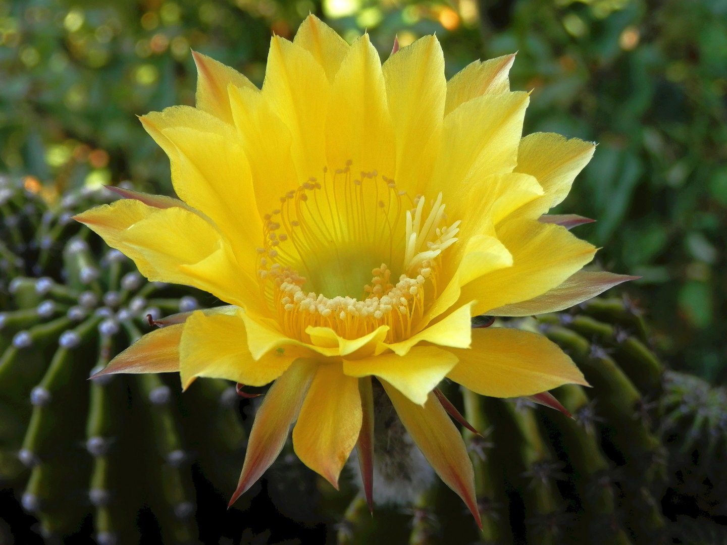 Echinopsis aurea - Unser gelber Kaktus blüht endlich