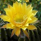 Echinopsis aurea - Unser gelber Kaktus blüht endlich