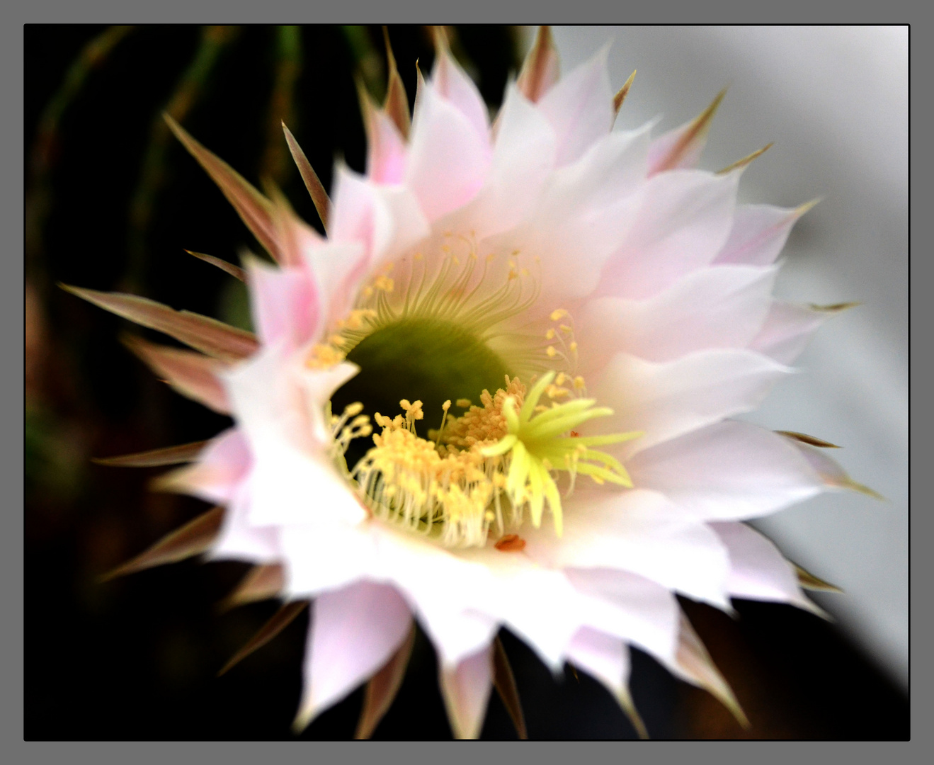 Echinopsis