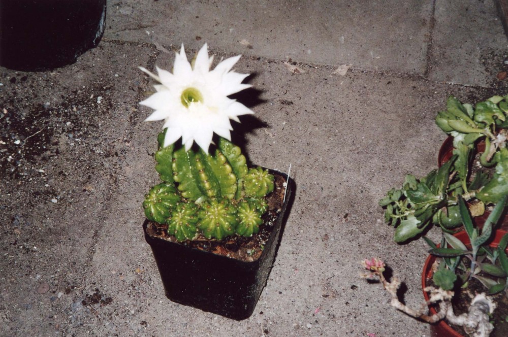 Echinopsis Blühte