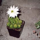 Echinopsis Blühte