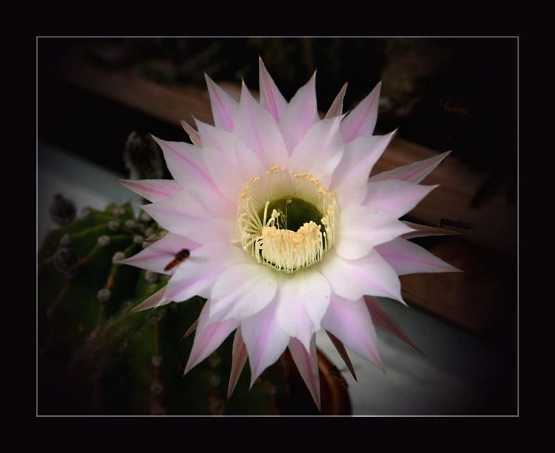 Echinopsis-Blüte