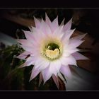 Echinopsis-Blüte