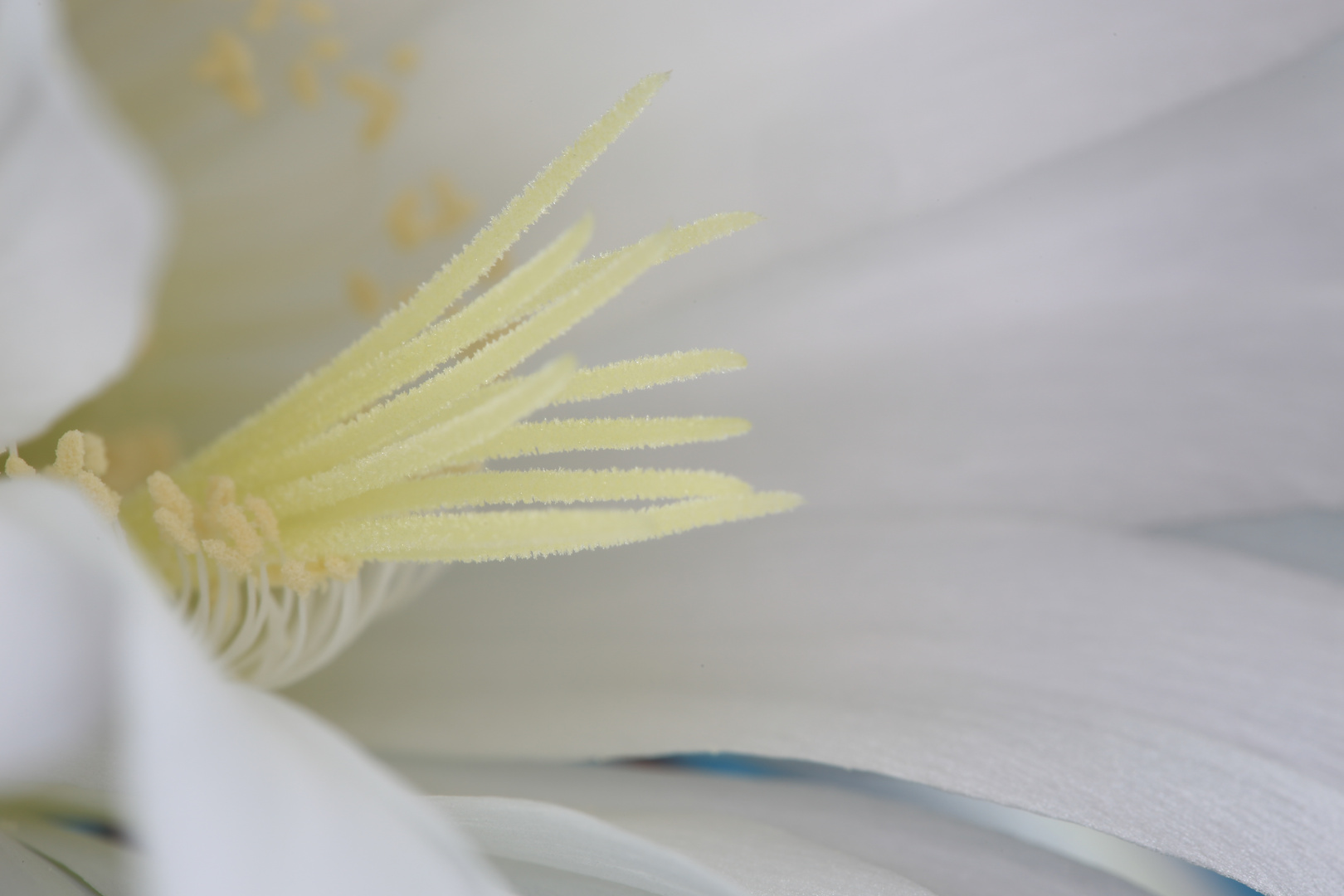 Echinopsis Blüte