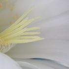 Echinopsis Blüte