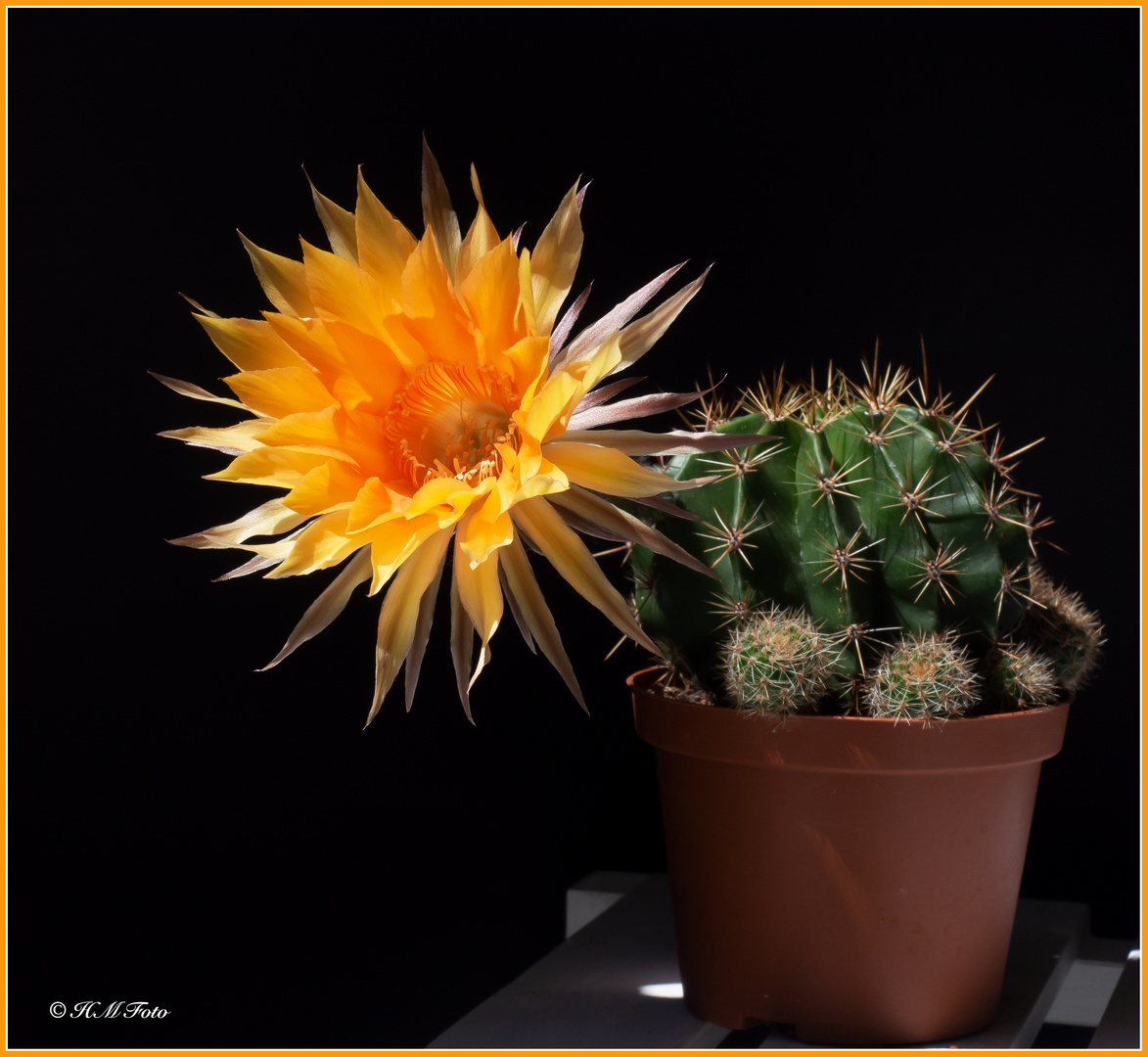 Echinopsis - Blüte