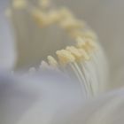 Echinopsis Blüte