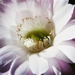 Echinopsis Blüte / Echinopsis blossom