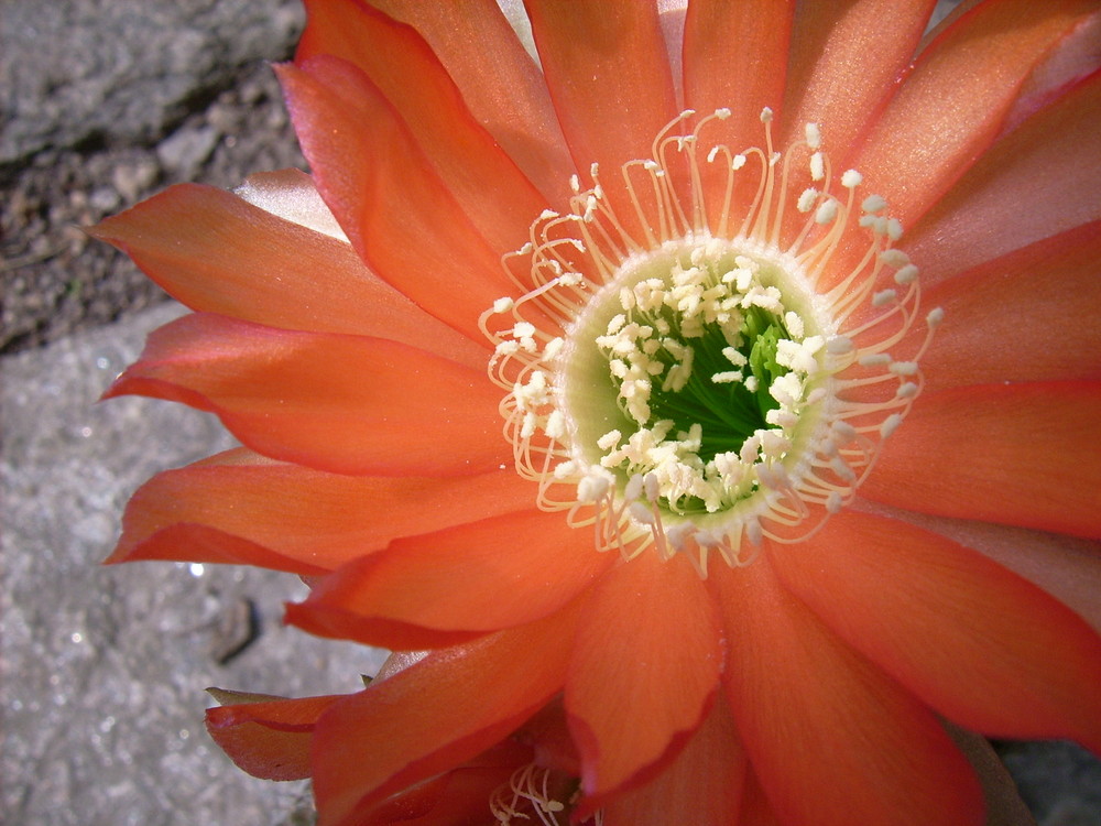 Echinopsis-Blüte