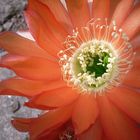 Echinopsis-Blüte