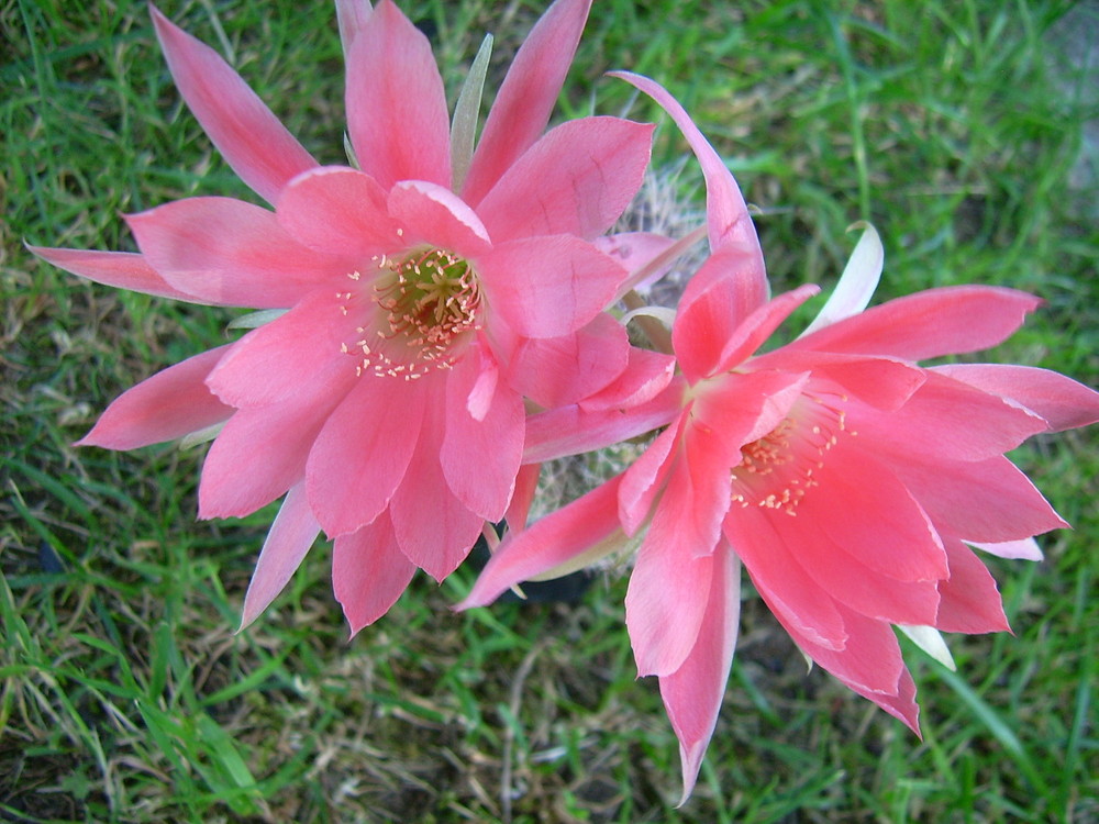 Echinopsis-Blüten