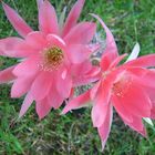 Echinopsis-Blüten