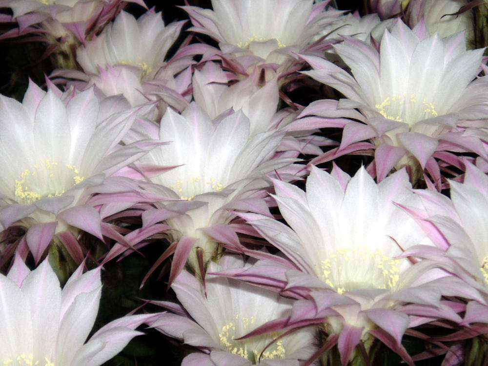 Echinopsis Blütenmeer