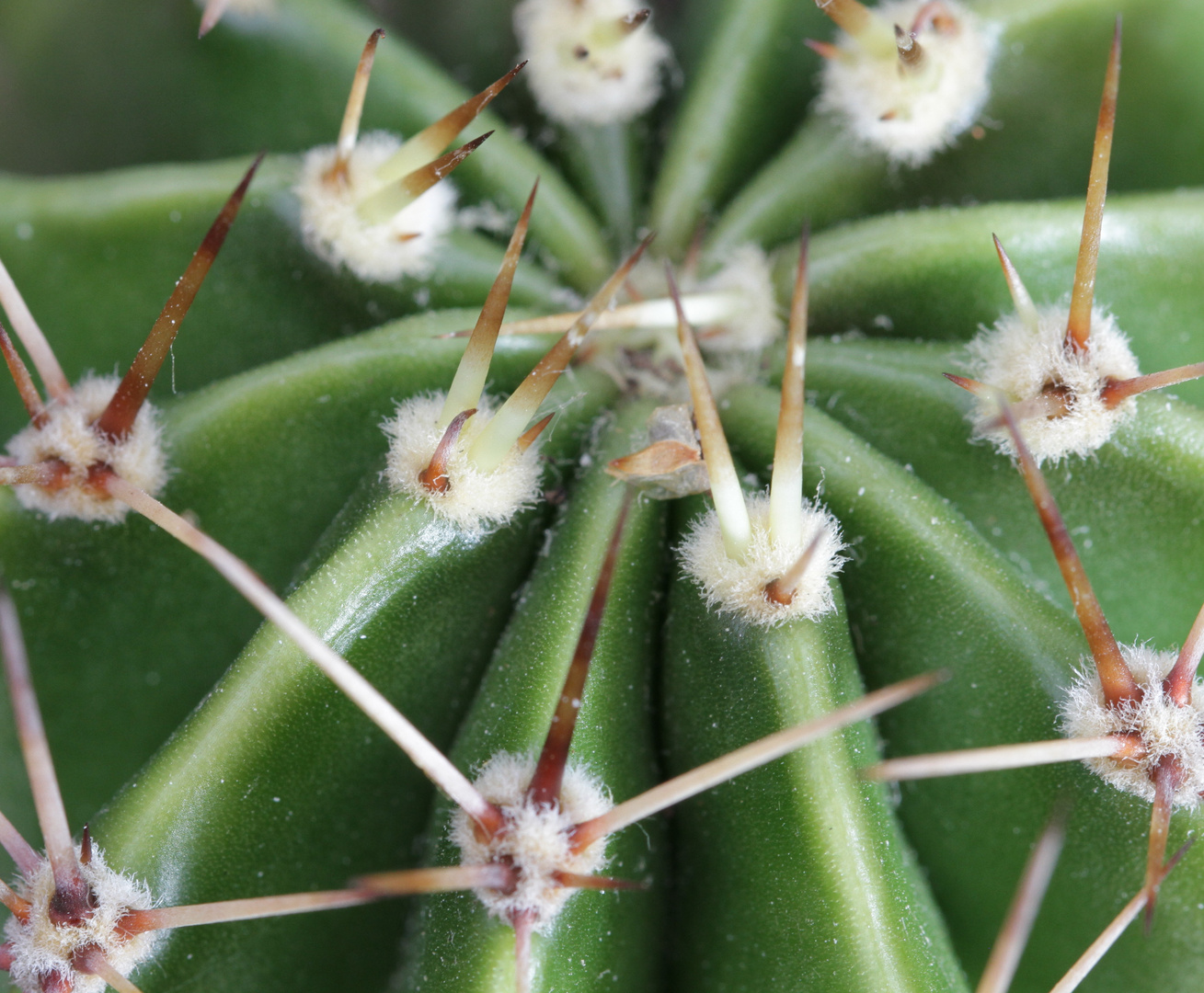 Echinopsis