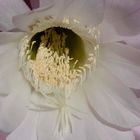 ...Echinopsis