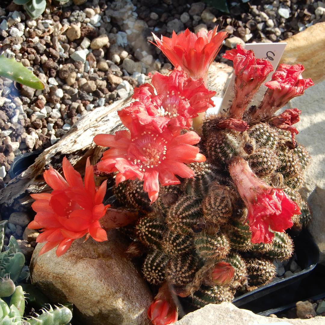 Echinopsis chamaecereus