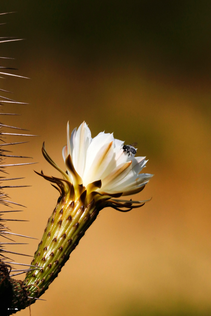  Echinopsis chilensis