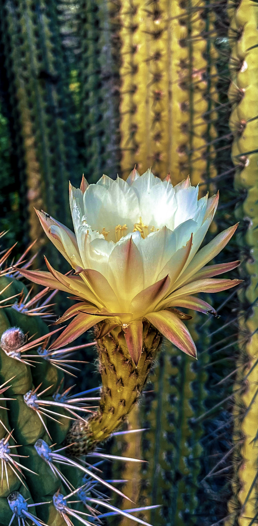 Echinopsis chiloensis, floreciendo al amanecer.