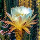 Echinopsis chiloensis, floreciendo al amanecer.