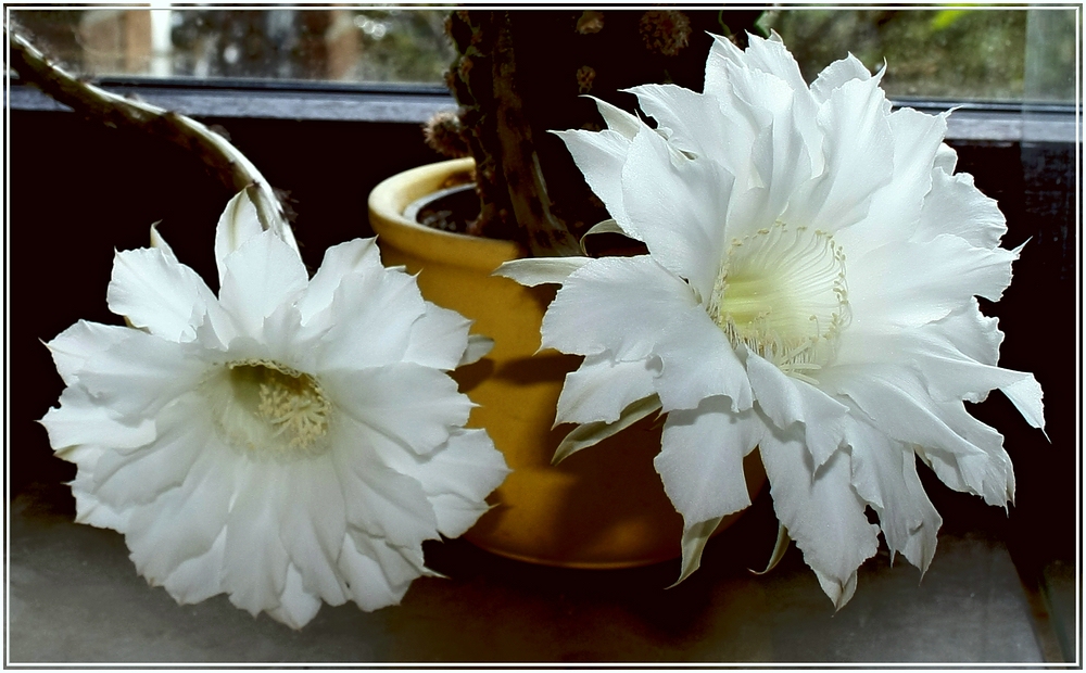 Echinopsis