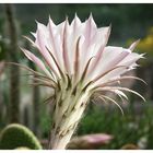 Echinopsis