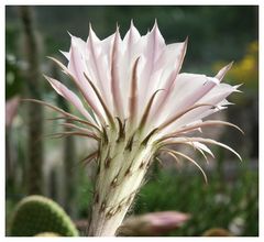 Echinopsis