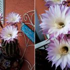 Echinopsis eyriesii