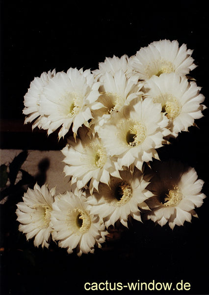 Echinopsis eyrissii_02