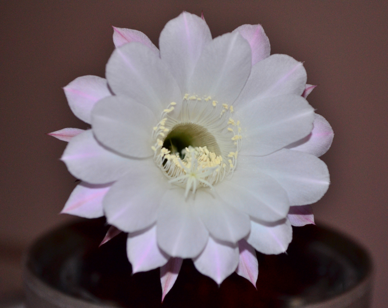 Echinopsis