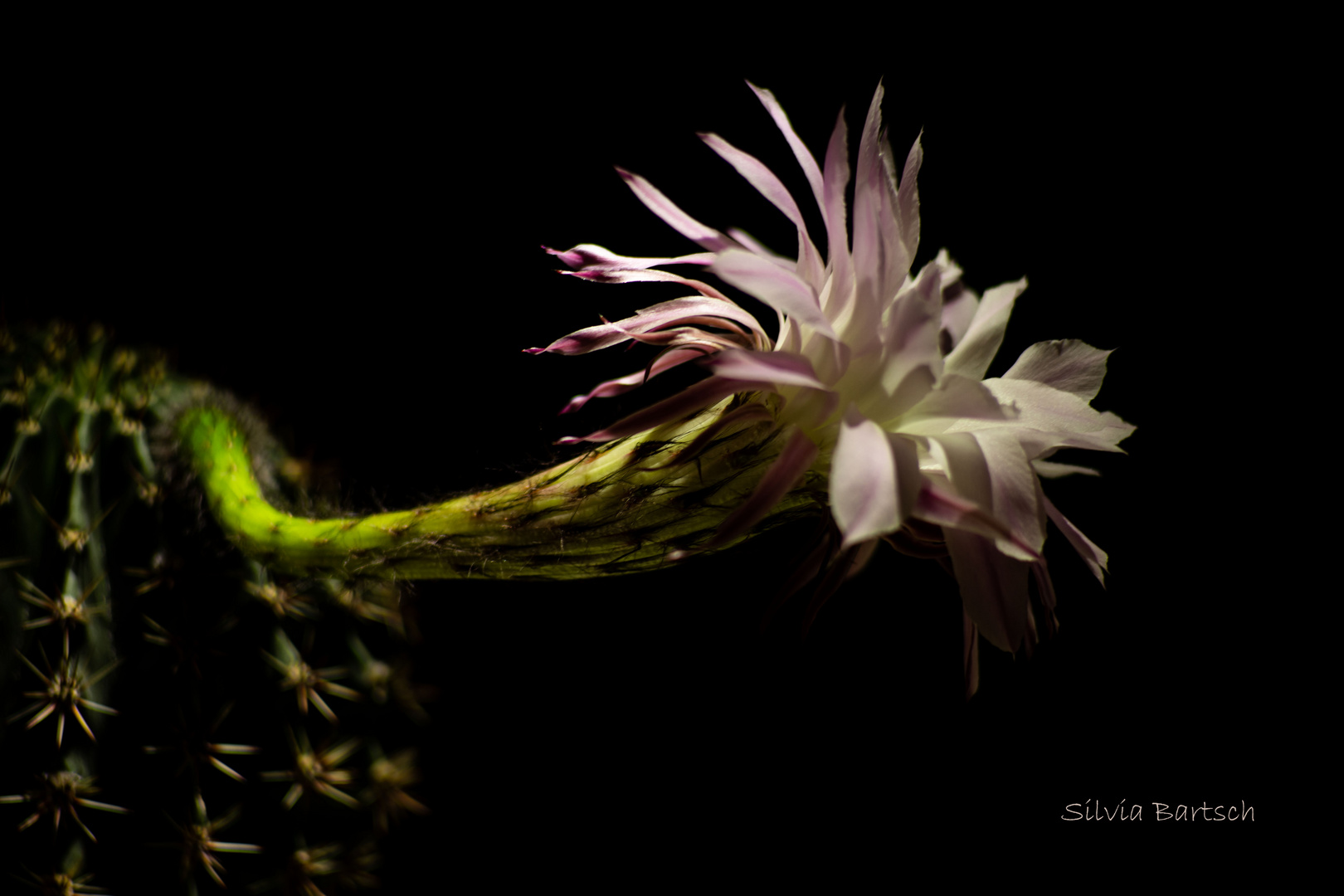 Echinopsis