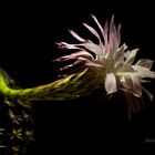 Echinopsis