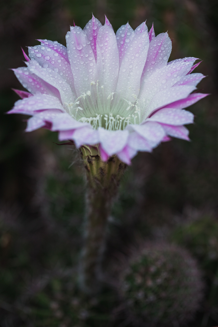 Echinopsis-Horn