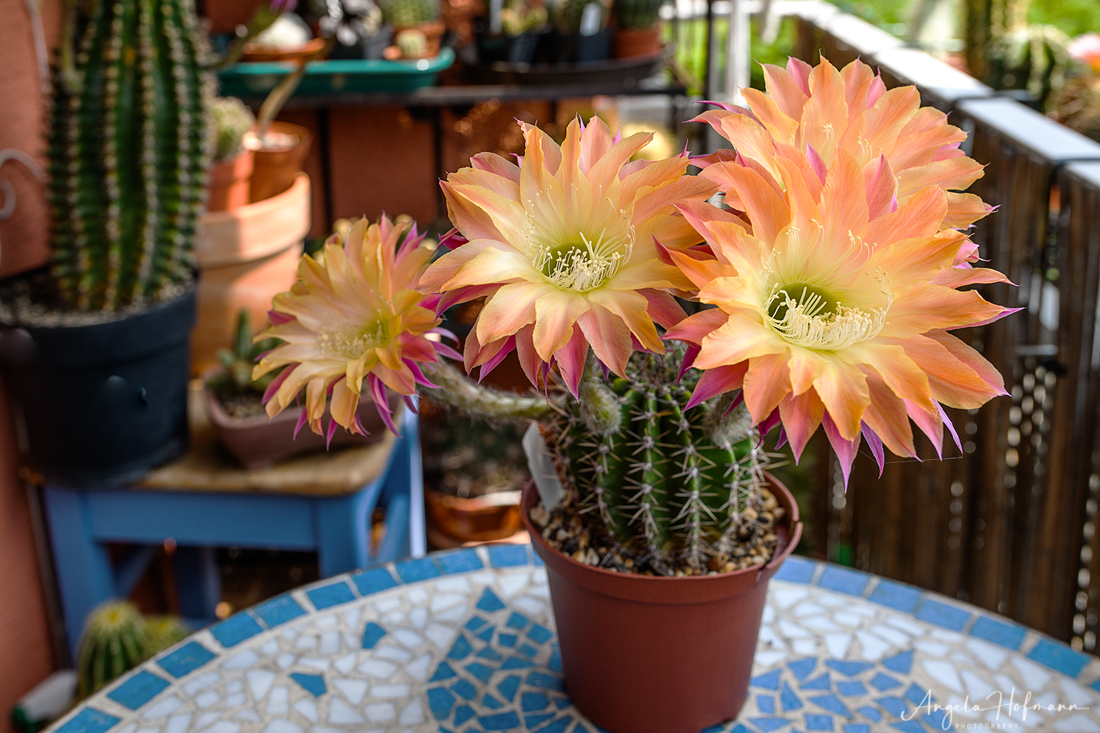 Echinopsis hybr Uranus 