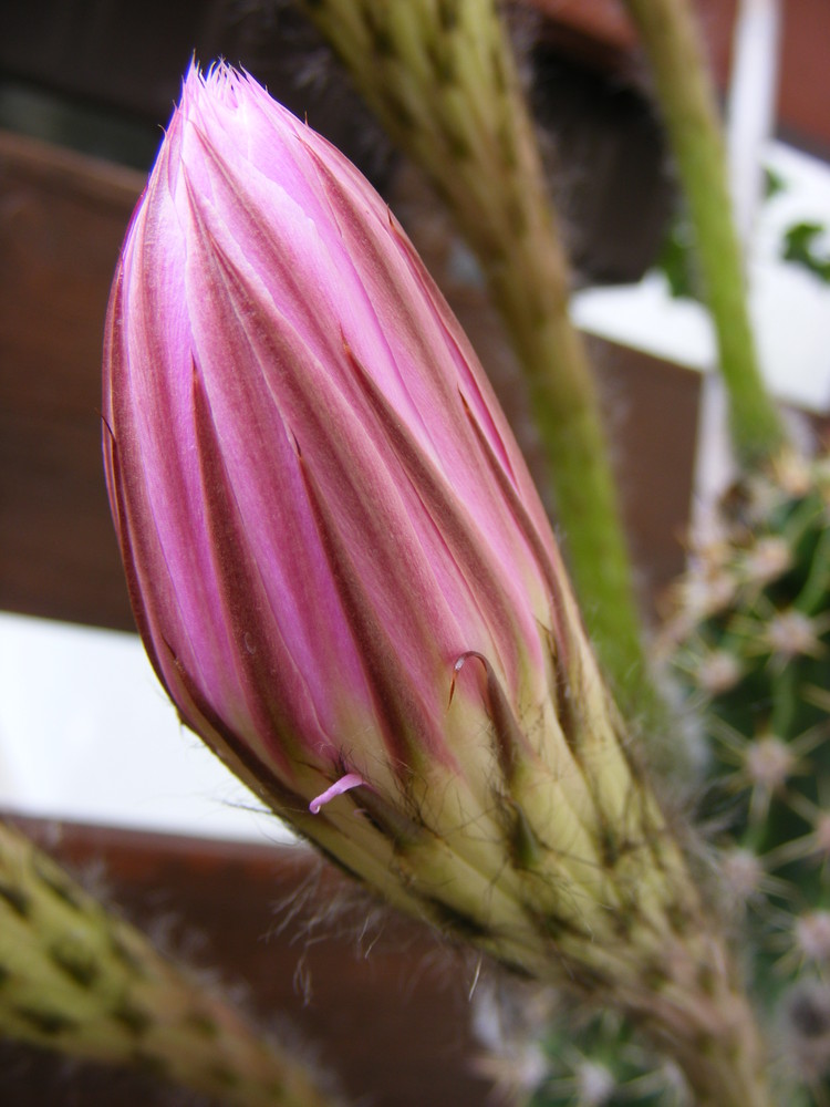 Echinopsis Hybride