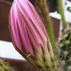 Echinopsis Hybride