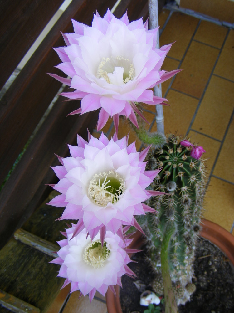 Echinopsis Hybride