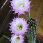 Echinopsis Hybride